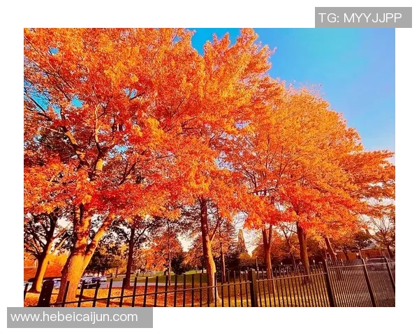 晚秋时节的迷思与思考在岁月的流转中绽放的情感与哲理